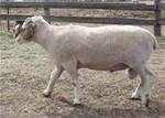 Coyote Acres Poorton 996G